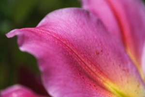 Reaching Lily Petals